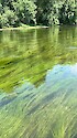 Thick bed of submerged aquatic vegetation (SAV) in the Potomac River