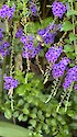 Cephonodes hylas (coffee bee hawkmoth) feeding on nectar from some flowers
