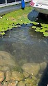 Submerged Aquatic Vegetation (SAV) species, including Vallisneria americana, growing in freshwater Lake George in New York. Lake George is a popular place for camping, boating, and other water-based recreation.