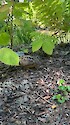 A solitary American Woodcock searches for food in the undergrowth. Video taken in Acadia National Park, Maine.