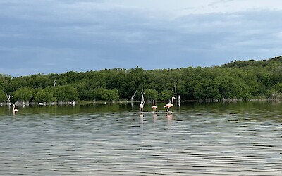 A mangrove wetland near Sisal supports the local economy through ecotourism and provides many other valuable ecosystem services. We saw dozens of flamingos, but during the breeding season there can be thousands.