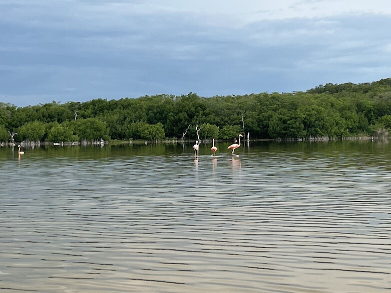 A mangrove wetland near Sisal supports the local economy through ecotourism and provides many other valuable ecosystem services. We saw dozens of flamingos, but during the breeding season there can be thousands.