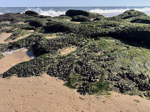 Cluster of mussels and algae covering rocks on the coast of Rehoboth Beach, Delaware