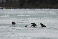 A group of bald eagles (Haliaeetus leucocephalus) stand atop Portage Lake in Alaska to feed while being accompanied by another opportunistic bird.