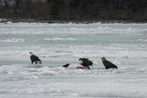A group of bald eagles (Haliaeetus leucocephalus) stand atop Portage Lake in Alaska to feed while being accompanied by another opportunistic bird.