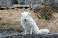 An arctic fox (Vulpes lagopus) sits in its enclosure at the Alaska Wildlife Conservation Center.