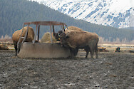 Wood bison (Bison bison athabascae) at the Alaska Wildlife Conservation Center.