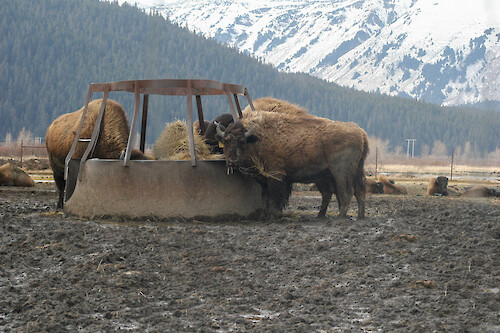 Wood bison (Bison bison athabascae) at the Alaska Wildlife Conservation Center.