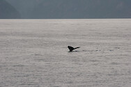 A North Pacific humpback whale (Megaptera novaeangliae) diving down to reveal its fluke (tail) in Kenai Fjords National Park, Alaska.