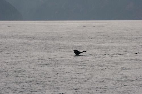 A North Pacific humpback whale (Megaptera novaeangliae) diving down to reveal its fluke (tail) in Kenai Fjords National Park, Alaska.